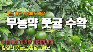 무농약 풋귤(청귤)수확중 이번주 수확 마감 스토어에서 싱싱한 풋귤 주문가능합니다