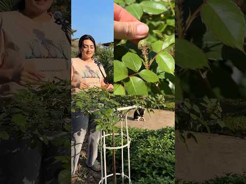 Qızılgüllərə qulluq. Gül bakımı. Roses. #flowers #shortvideo #foryou #advice #fyp #fypシ #short