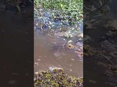 corrego macauba entre santo Antônio do aracangua e Araçatuba #shortsfeed  poluído#shorts.#pescaria