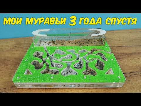 Как живут мои муравьи жнецы спустя 3 года. Самая старая колония. alex boyko