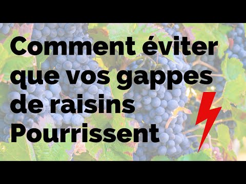 , title : 'Vigne, Comment éviter la pourriture des grappes'