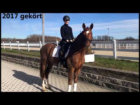 Verkaufspferd DIAMOND MAKER *2015 Hengst (Diamond Hit x Fürst Heinrich)