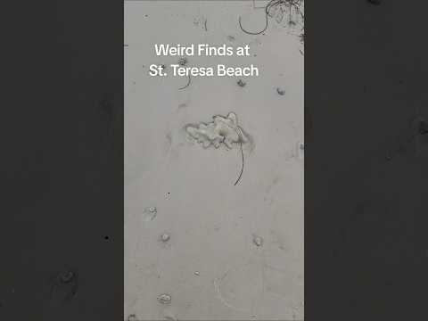 Weird and interesting things at St. Teresa Beach Florida ##Beach #familyvacation #StTeresaBeach