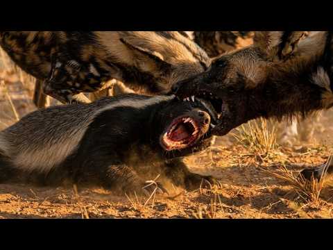 A Wild Dog Pack Tries the Honey Badger… Huge Mistake
