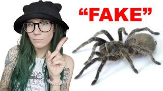 Were we all SCAMMED? Brazilian Black Tarantulas and the MESSY Grammostola pulchra/quirogai MIX-UP!