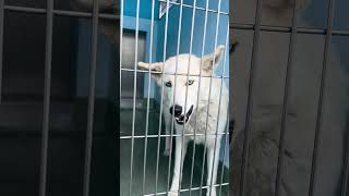 Video preview image #1 Siberian Husky-Unknown Mix Puppy For Sale in Pasadena, CA, USA
