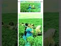 தேயிலையின் தலை தடவி Theyilayin Thalai Psusheelasongs Tamiloldsongs