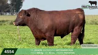 2 Toro PC - Gregorio Aberasturi - Plaza Ganadera