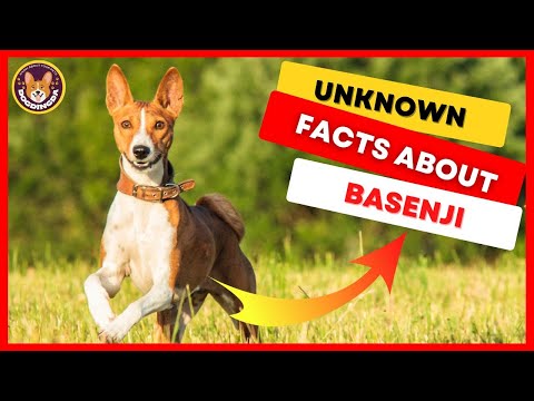 11 Crazy Basenji Dog Breed Facts & Guide Probably You Didn't Know | Basenji Dog - DogDingDa