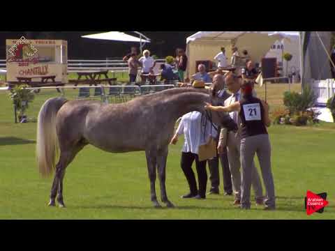 N.21 SHIRIN JJ - Chantilly 2019 AHO World Cup - 3 Years Old Fillies (Class 3)