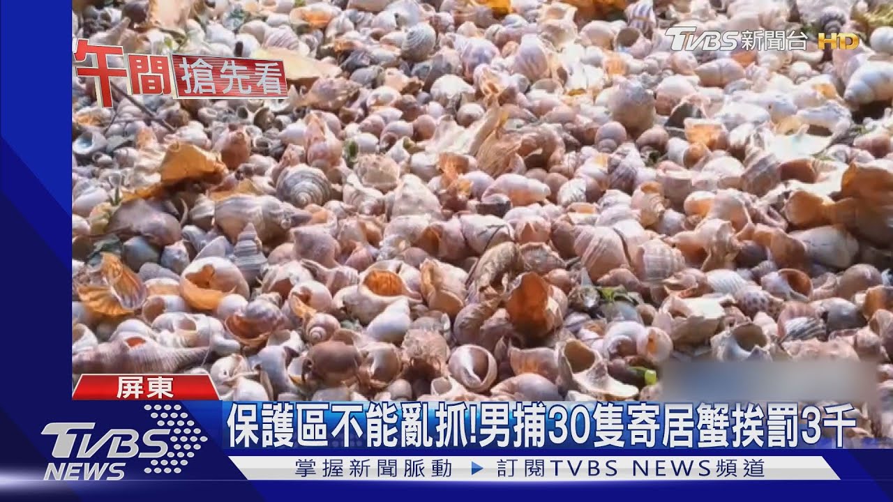 保護區不能亂抓! 男捕30隻寄居蟹挨罰3千