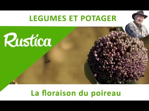 , title : 'Des poireaux aux fleurs mellifères'