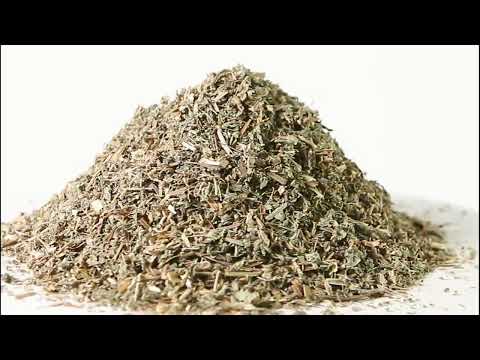 Яснотка