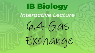 Mr. Leonard's IB Biology Course - 6.4 Gas Exchange