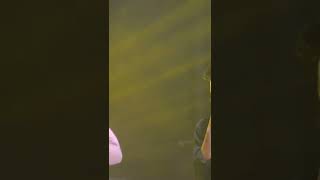 Download lagu ojok jaluk pegat - esa Risty feat Erlangga mp3