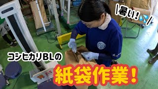 【暑い！】コシヒカリBLの紙袋作業！【盈科】