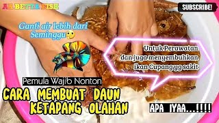 Download lagu Cara Membuat Daun Ketapang olahan untuk ikan Cupang dan Penyembuhan Ikan Cupang mp3