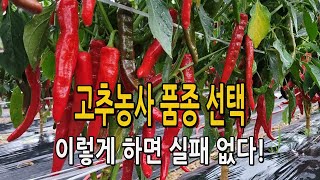 고추 품종 선택 기준 3가지 / 실패 없는 고추 농사를 위한 고추 품종 씨앗 종자 선택시 체크리스트 알려드립…