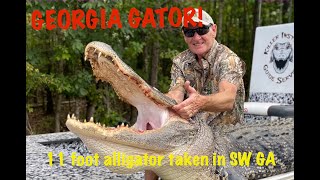 GEORGIA GATOR!  11 foot alligator harvested in SW Georgia