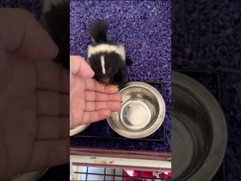 Encontré un cría de mofeta abandonada y luego pasó esto..#rescue #animals #lovestory #funny #shorts