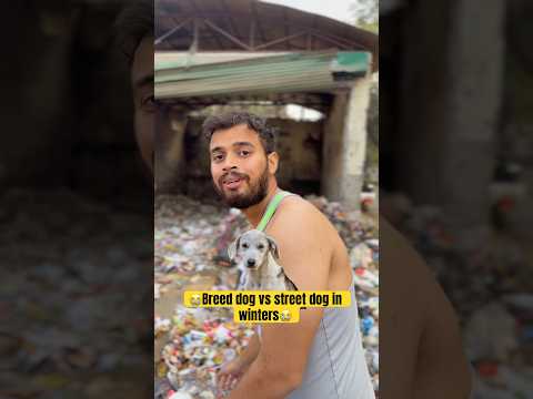 Breed dog vs street dog in winter😭😭 #shorts #trending