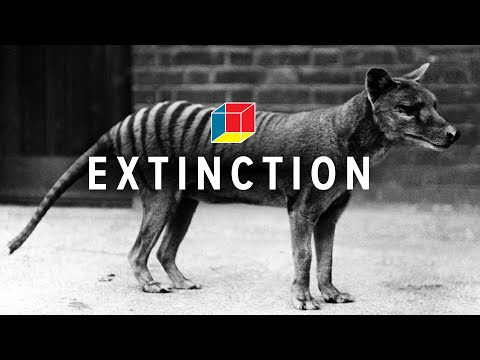 Is the Tasmanian tiger not extinct?