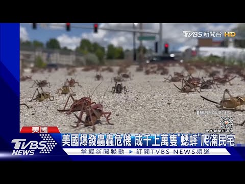 蟋蟀在房間