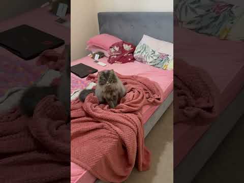 My cute Kacey manika #australia #cats #catmom #kitty