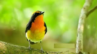 Download lagu Forest Birds Ringtone | Free Ringtones Download mp3