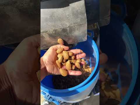 Çift Tamburlu Badem Soyma Makinesi