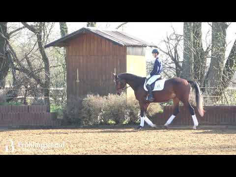 Frühlingsmaid - Stute - 2017 geboren (Farron x Almaz)