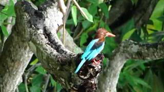 preview picture of video 'طير جميل في  نهر بيروليا Beruwela'