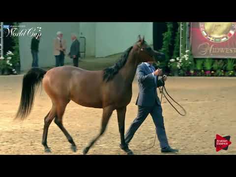 N.146 ATARE AL SHAHANIA - LAS VEGAS 2019 - Arabian World Cup Junior Fillies (Class 112).mp4