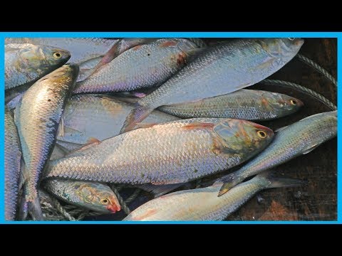 Amazing Fast Hilsa Fishing Skill (PART 36) - Catching Hilsa Fish Big on the Sea