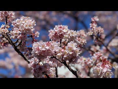 Walk under the earliest blooming cherry blossoms in Japan 2021｜ Atami