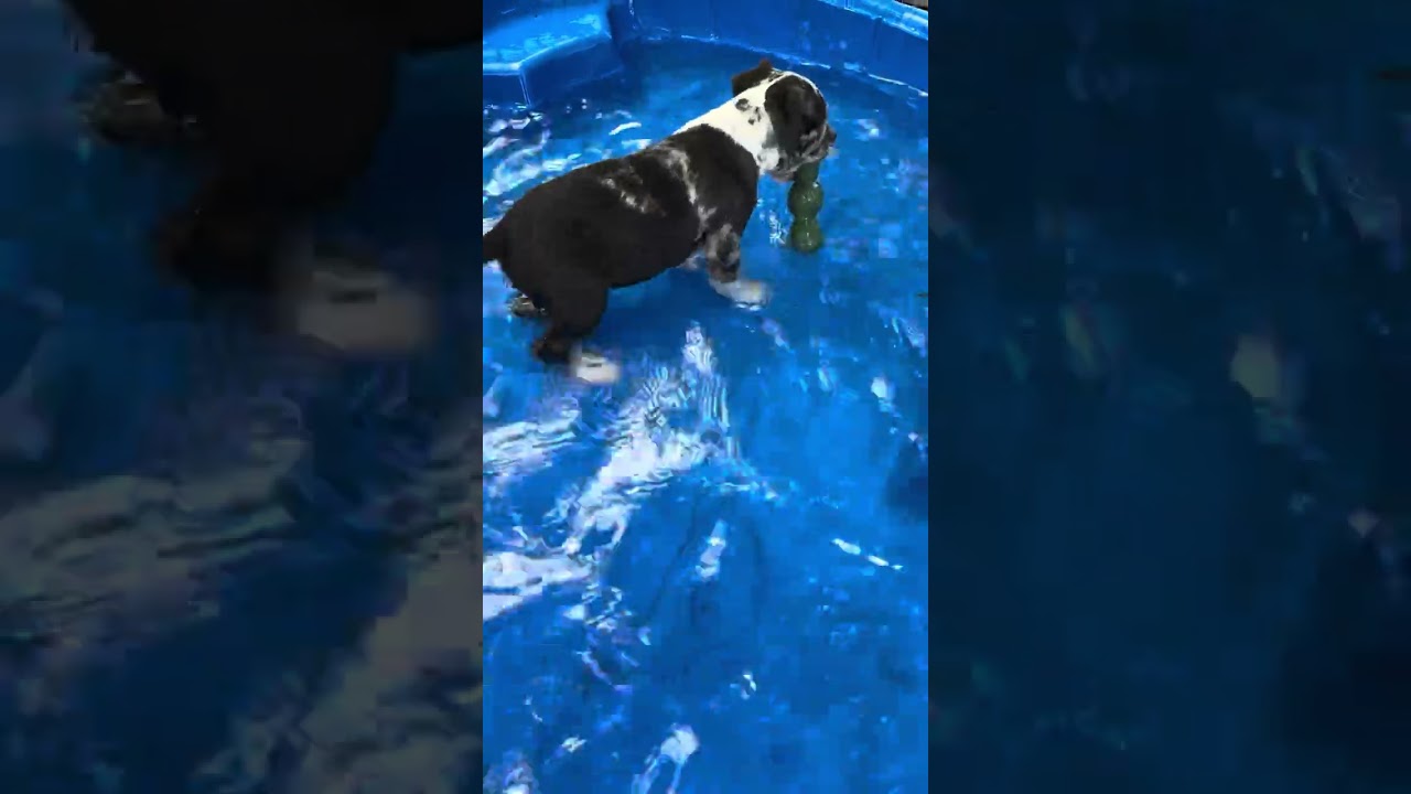 Enlarge Zeus, an adopted mixed breed in Southport, CT video 3/6