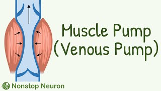 You Will Start DAILY EXERCISE After Watching This Video || Muscle Pump (Venous Pump)