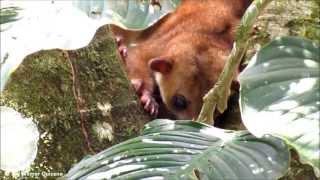 Potos flavus (Perro de monte)