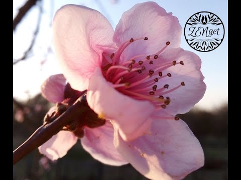 Teremtő erő meditáció