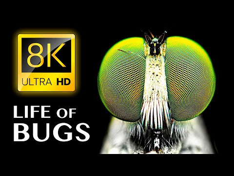 THE LIFE OF BUGS 8K ULTRA HD