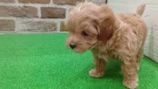 ハーフ犬の動画01