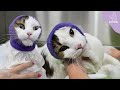 Today I Met A Distinguished Gentleman | Turkish Van Cat