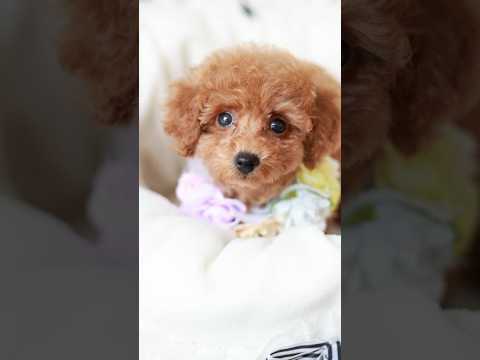 レッドフォーンのトイプードル女の子けいなちゃんのショート動画