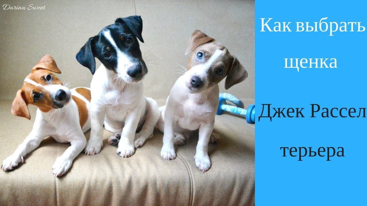 YouTube video preview