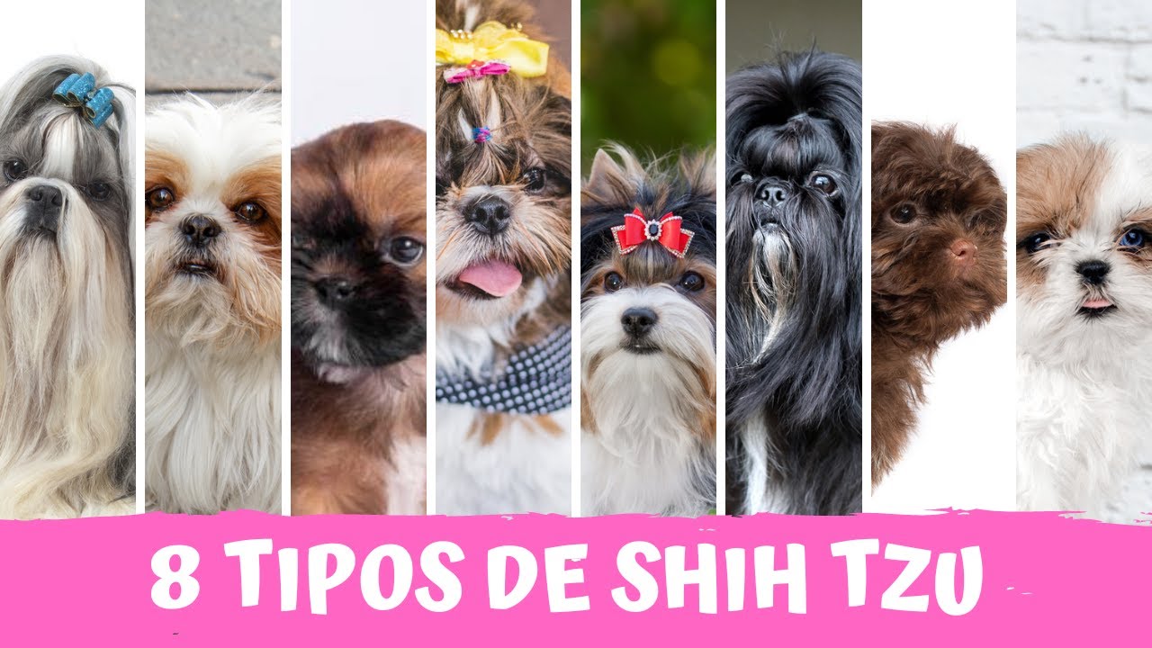 CONHEÇA 8 TIPOS DE SHIH TZU | Você vai se surpreender