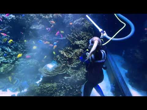 Rock blow ! Cleaning detritus from the live rock and around the corals using strong flow.