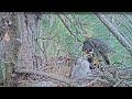 Dorset Hobby Camera 2 2025 Prey 1
