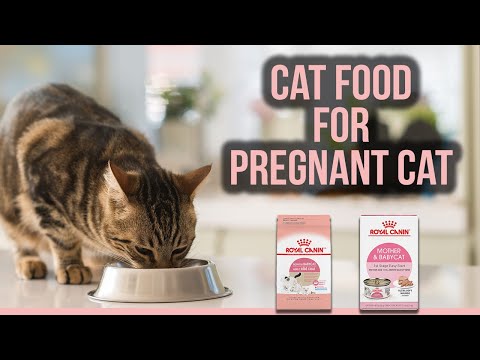 5 Best Cat Food for Pregnant Cat | Natural Cat Food