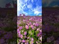 Who Love This View 🫶 Youtubeshorts Flowers Sunset