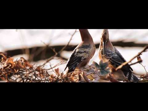 Lord Folter - Eurydike | tusken. Remix